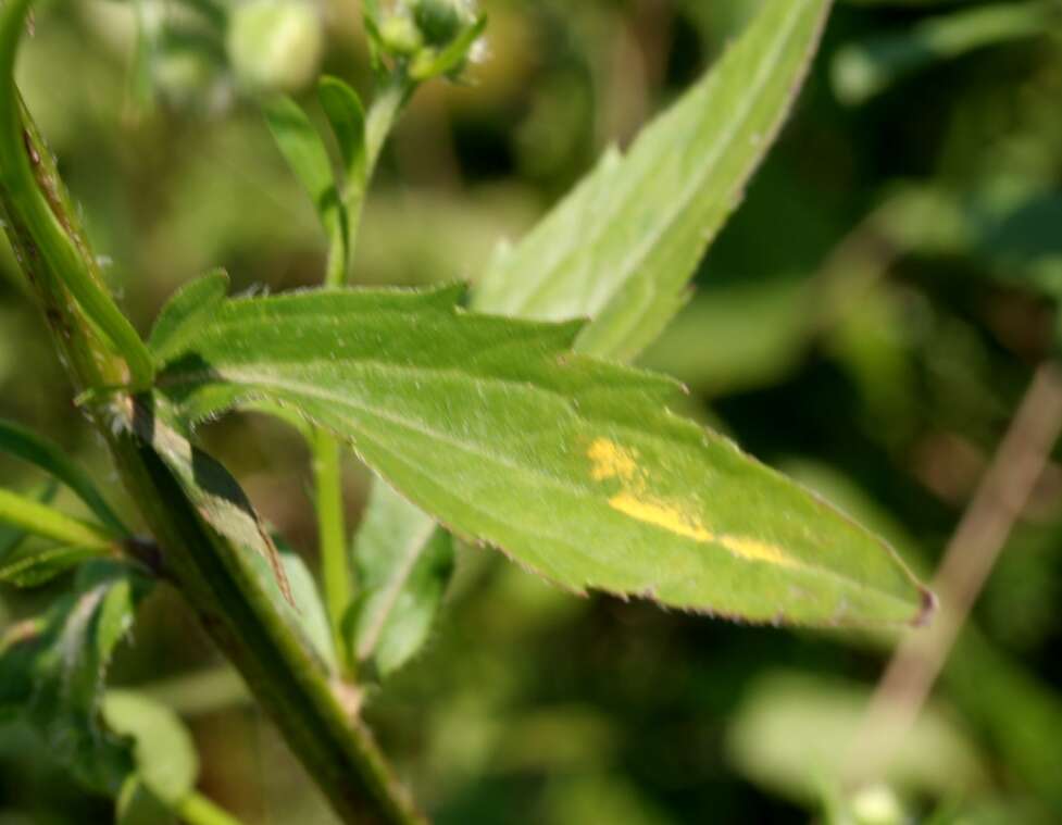 Image of eastern daisy fleabane