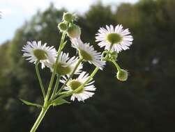 Image of eastern daisy fleabane