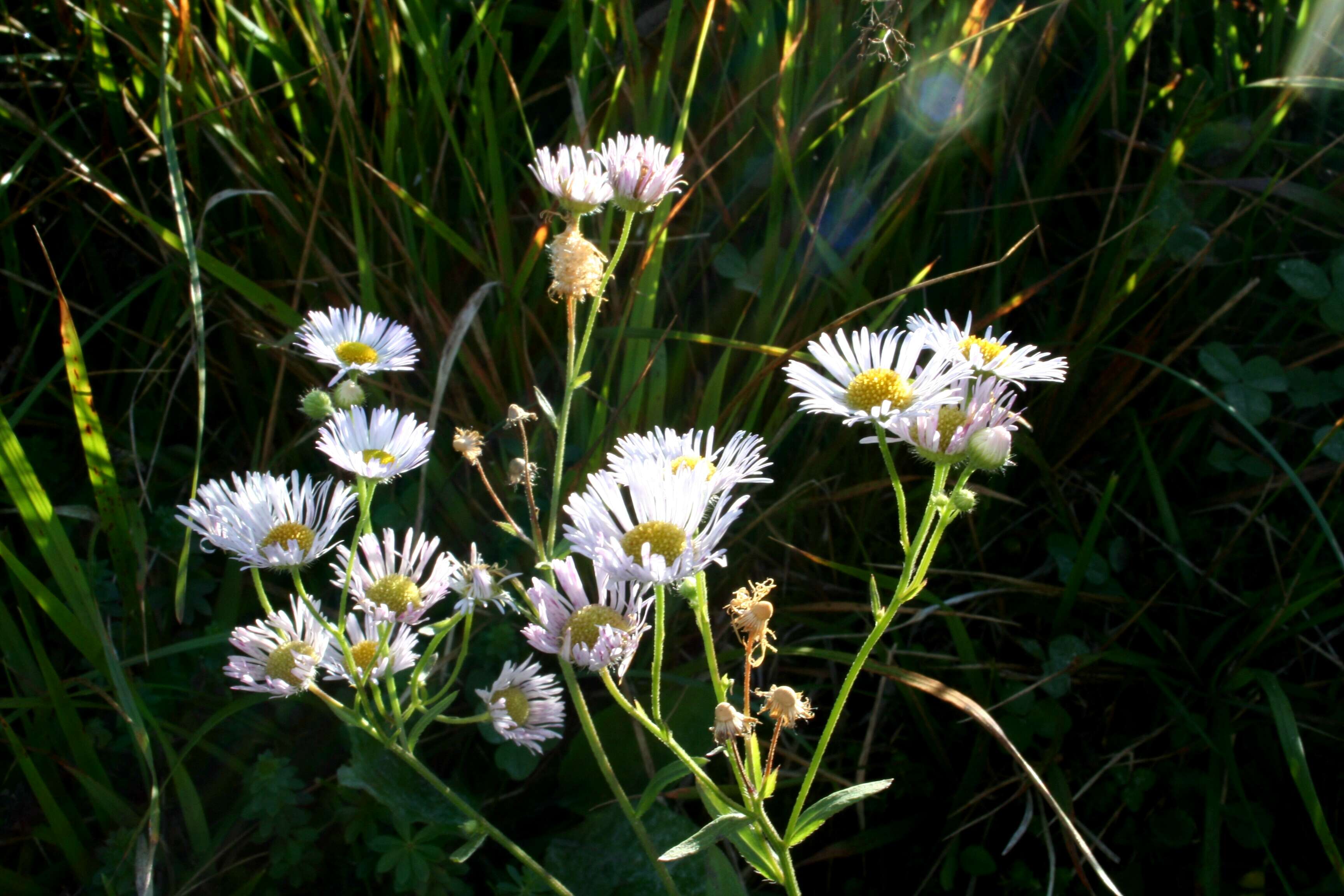 Image of eastern daisy fleabane