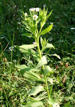 Image of eastern daisy fleabane