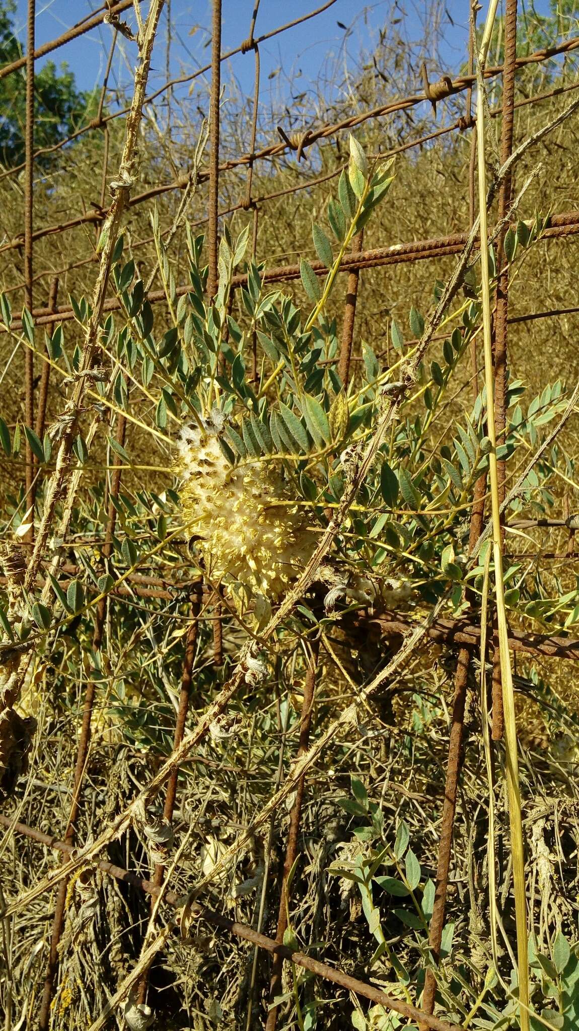 Image of Astragalus oleaefolius DC.