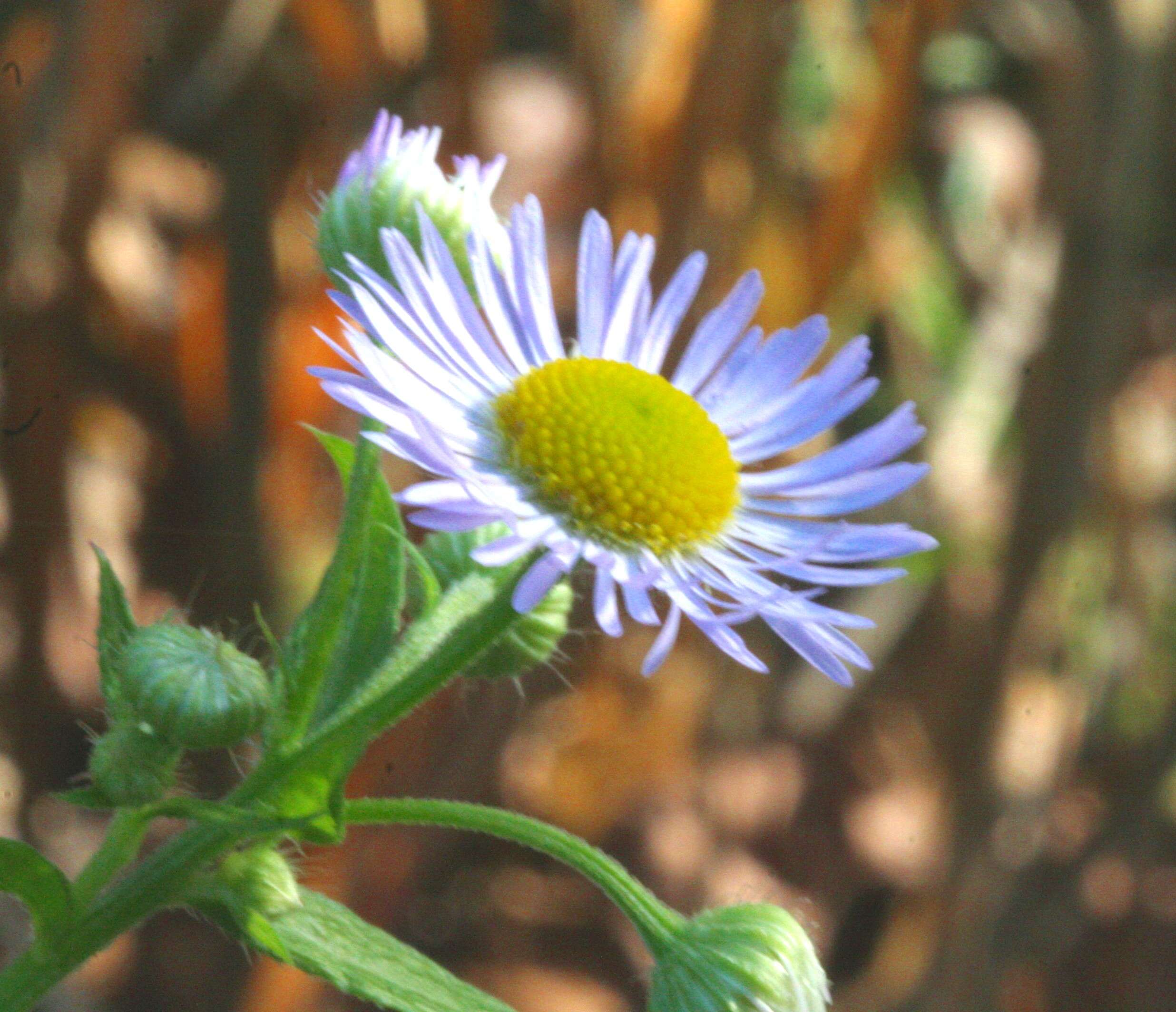 Image of prairie fleabane