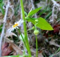 Image of eastern daisy fleabane