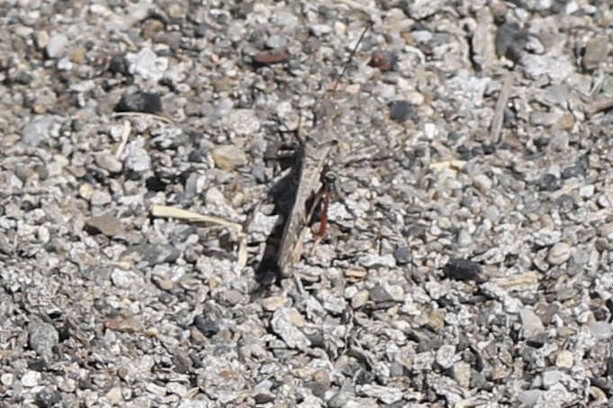 Image of Groove-headed Grasshopper