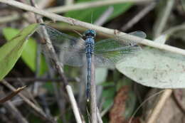 Image of Diplacodes trivialis (Rambur 1842)