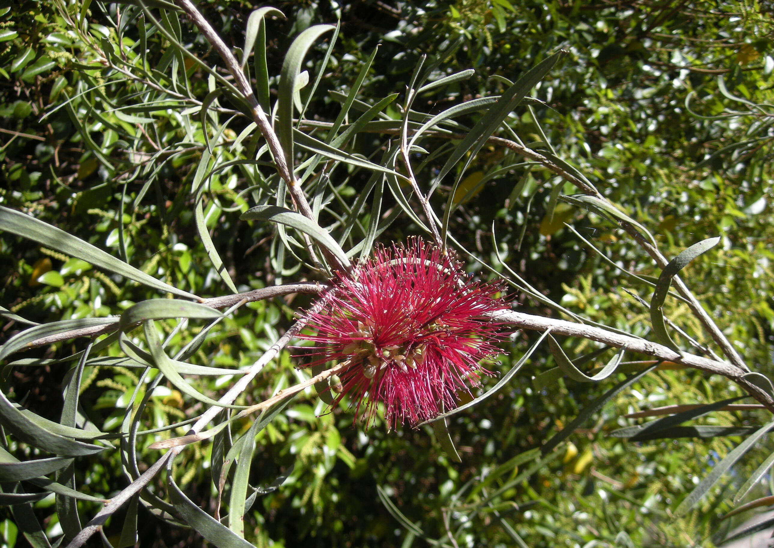 صورة Callistemon phoeniceus Lindl.