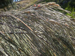 Image of beach sheoak