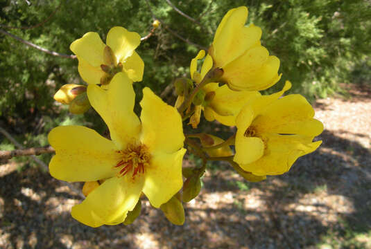 Imagem de Cochlospermum fraseri Planch.