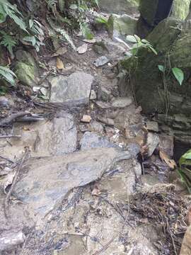 Image of Santa Marta poison arrow frog