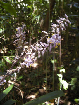 Imagem de Cordyline murchisoniae F. Muell.