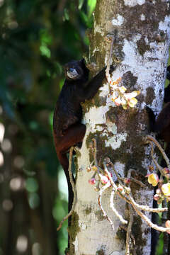 Image de Leontocebus nigricollis nigricollis (Spix 1823)