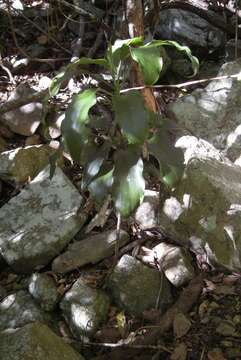 Image of Dwarf Palm Lily