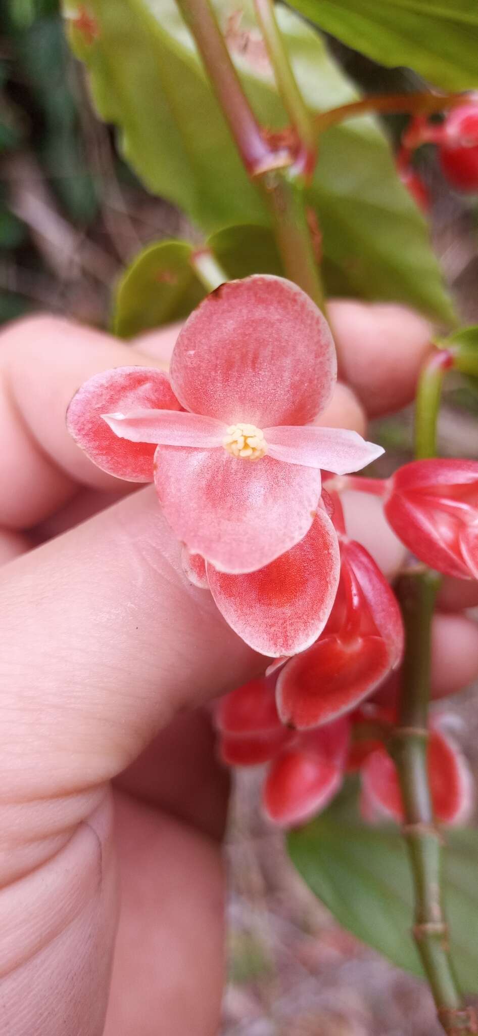 Image of Begonia radicans Vell.