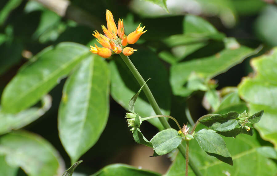 Image of Gurania lobata (L.) J. F. Pruski