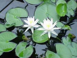 Image of waterlily