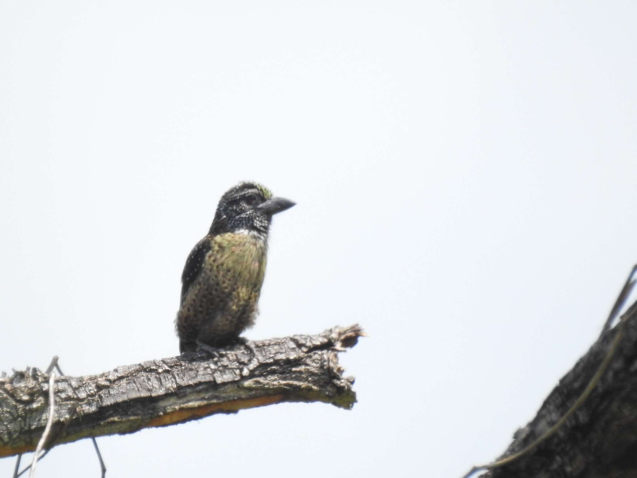 Image of Tricholaema hirsuta flavipunctata Verreaux, J, Verreaux & E 1855