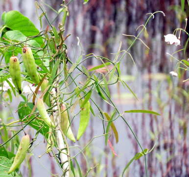 Image of Rosy Milkweed Vine