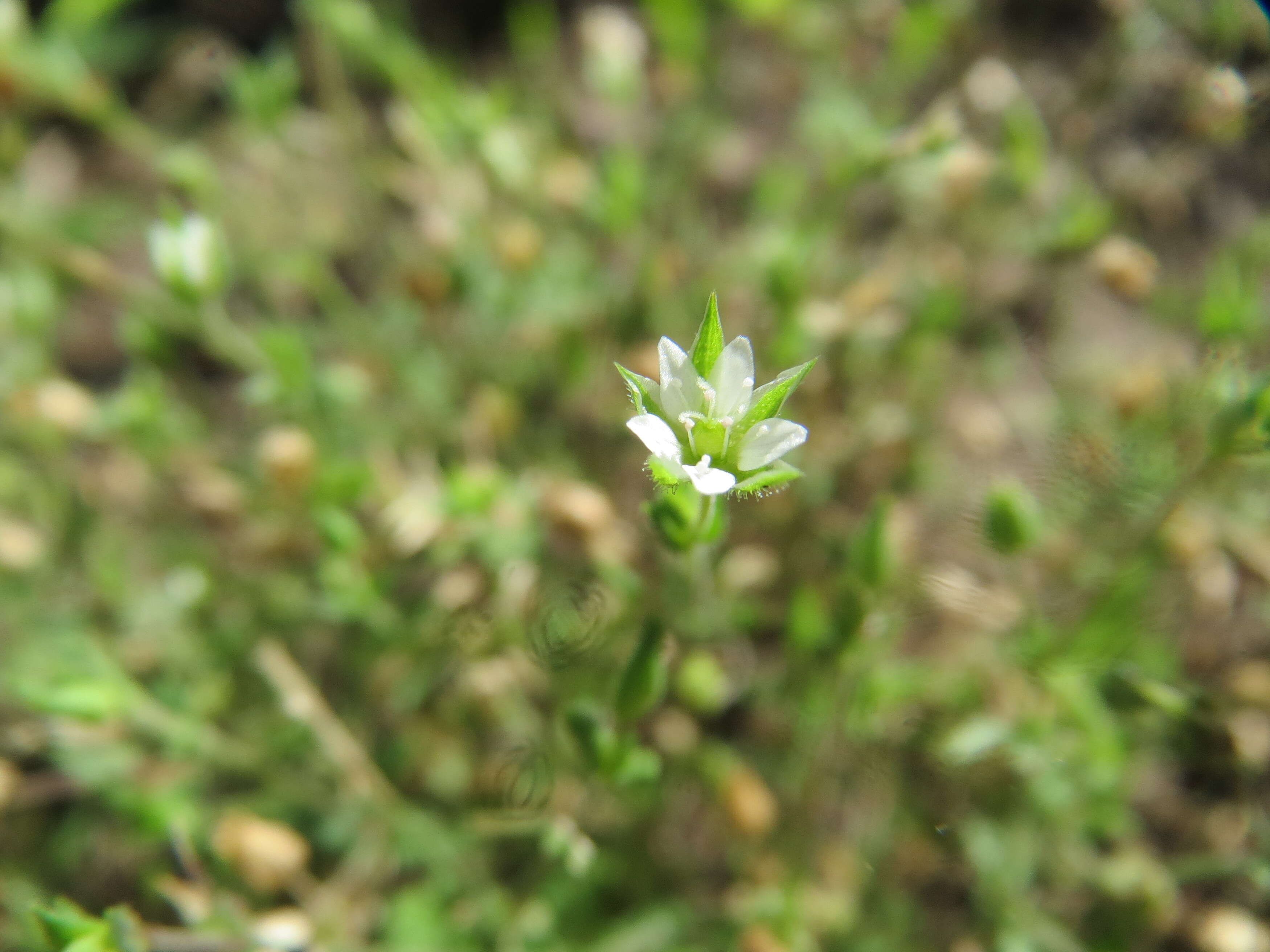 Image of Thyme-leaved Sandwort