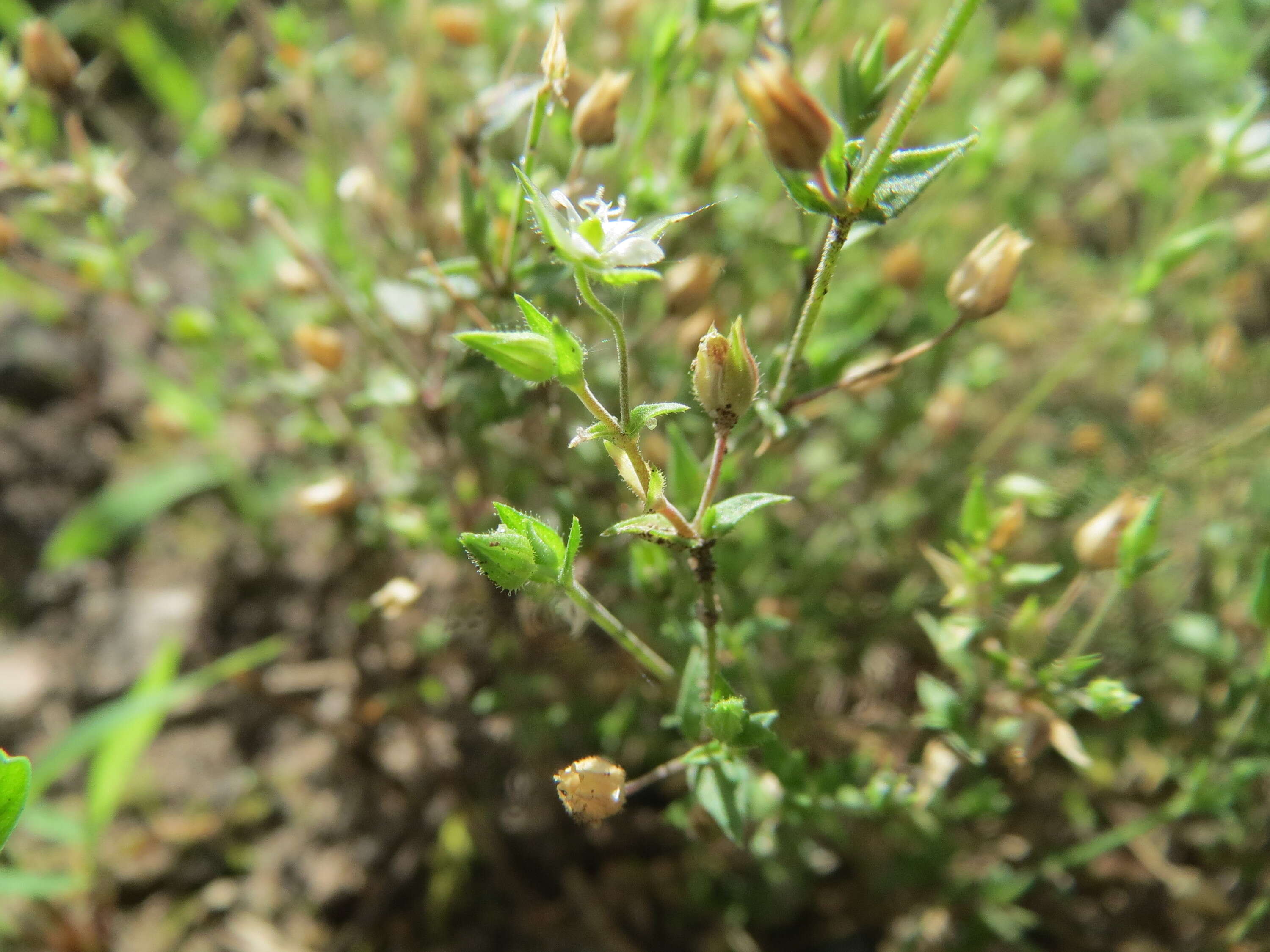 Image of Thyme-leaved Sandwort