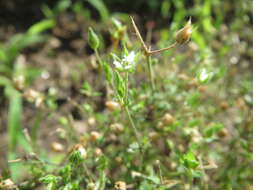 Image of Thyme-leaved Sandwort