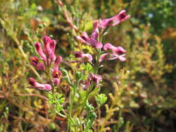 Image of Common Fumitory