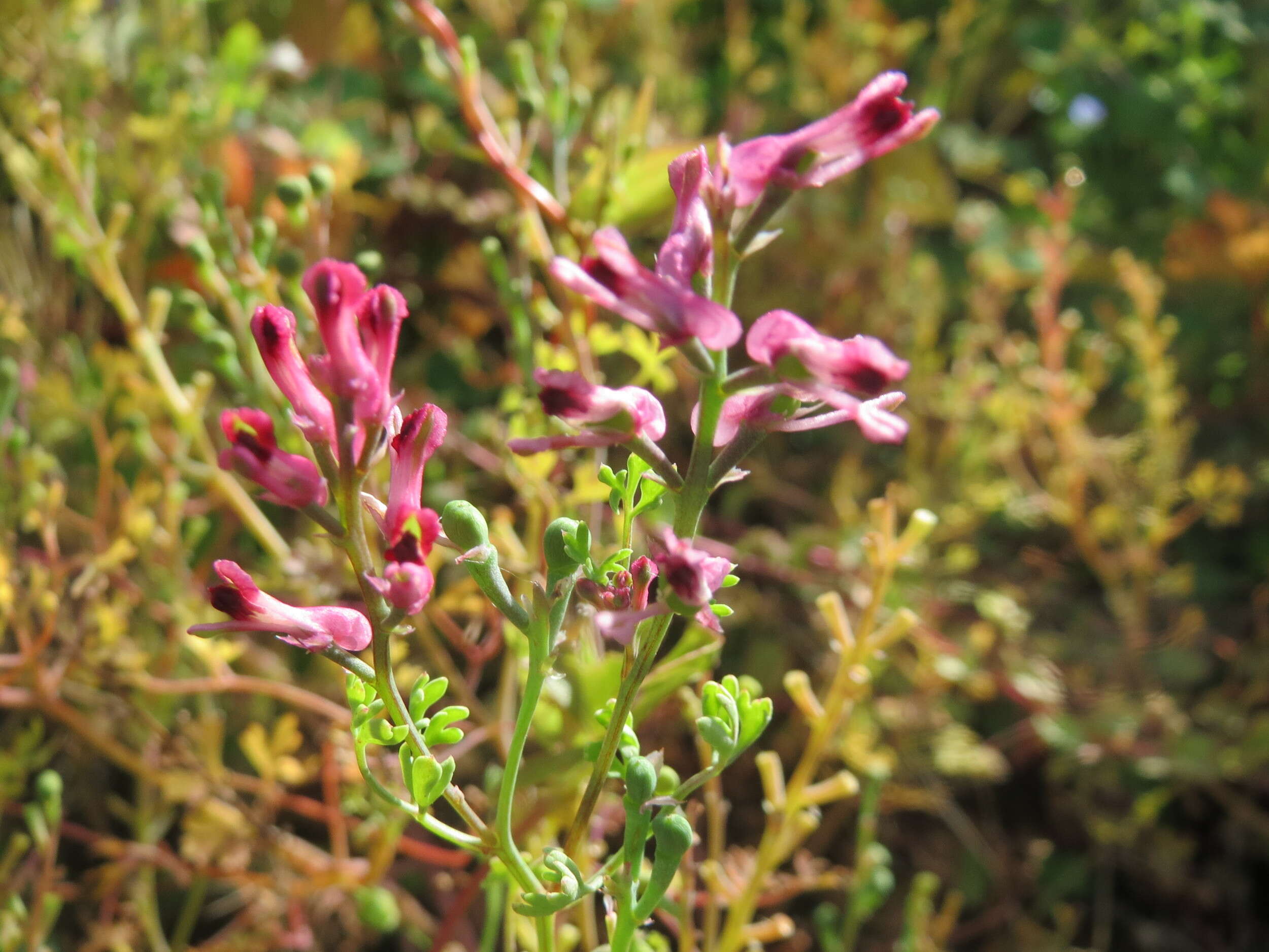 Plancia ëd Fumaria officinalis L.