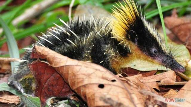 Image of streaked tenrecs