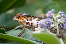 Image of Panther Chameleon