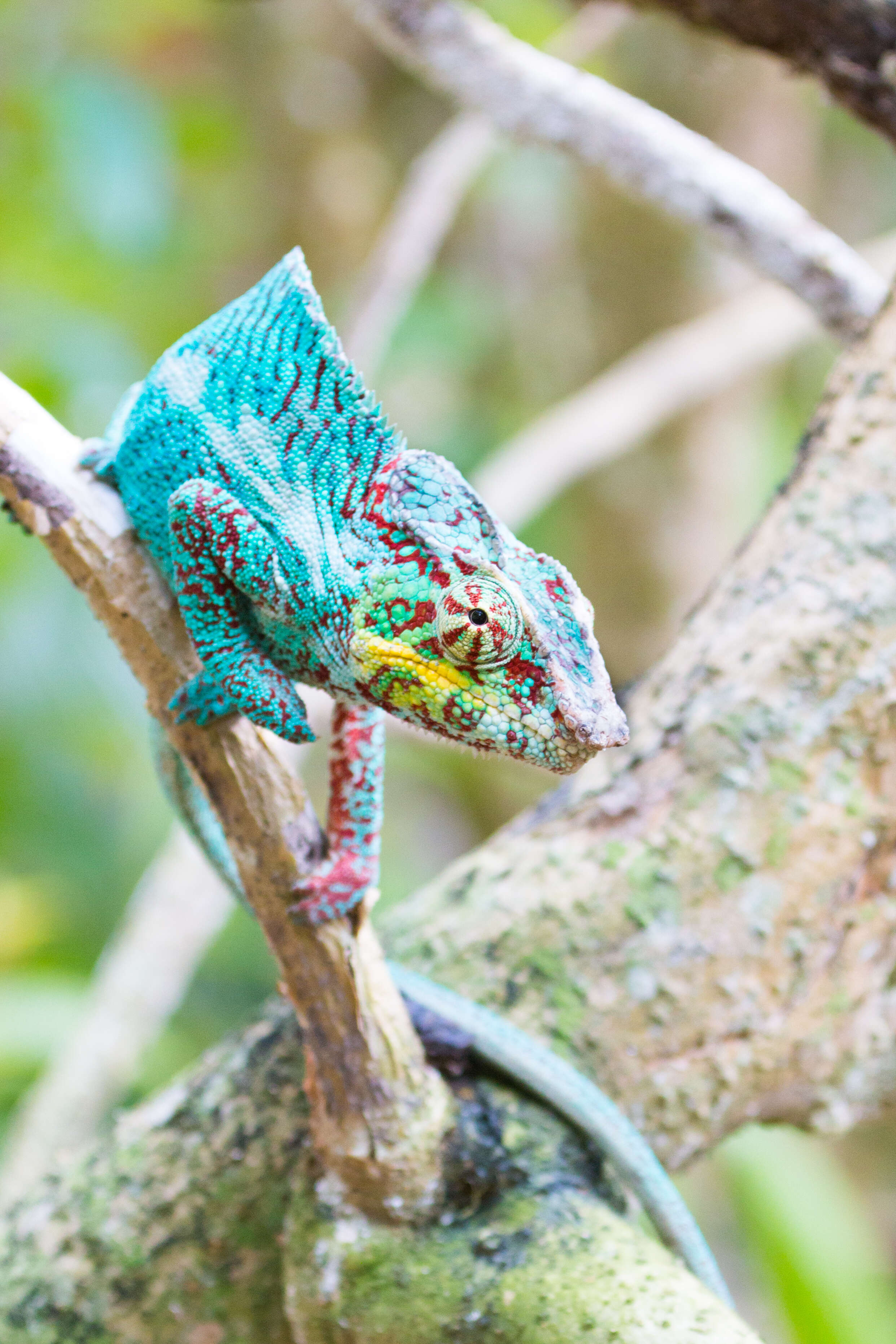 Image of Panther Chameleon