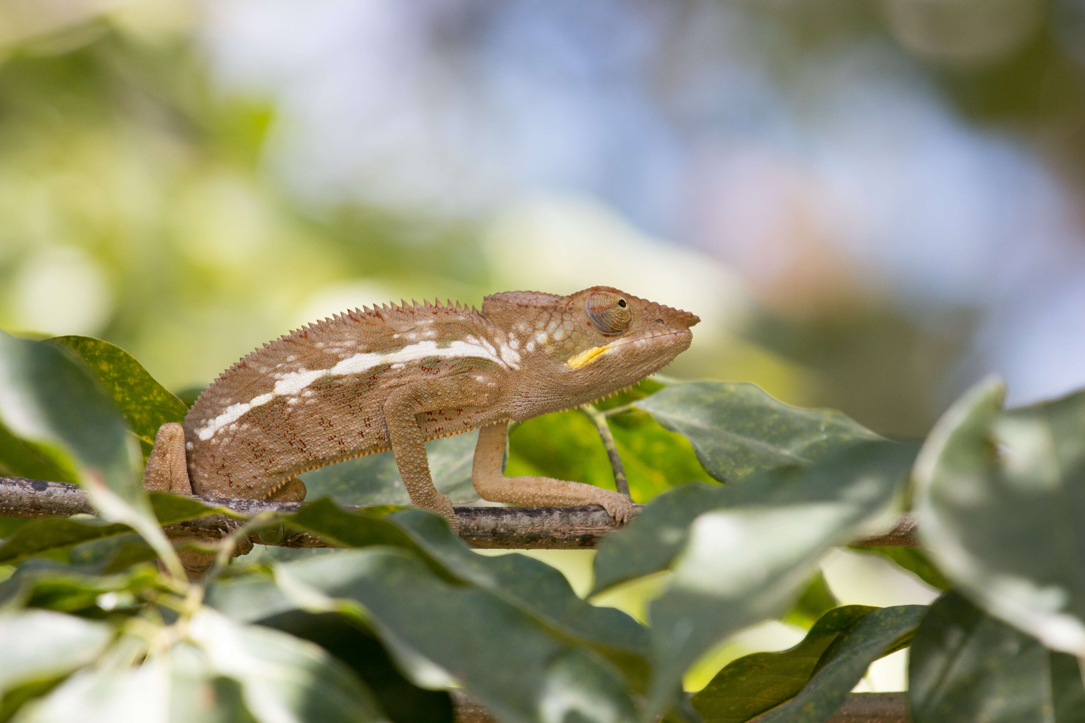 Image of Panther Chameleon