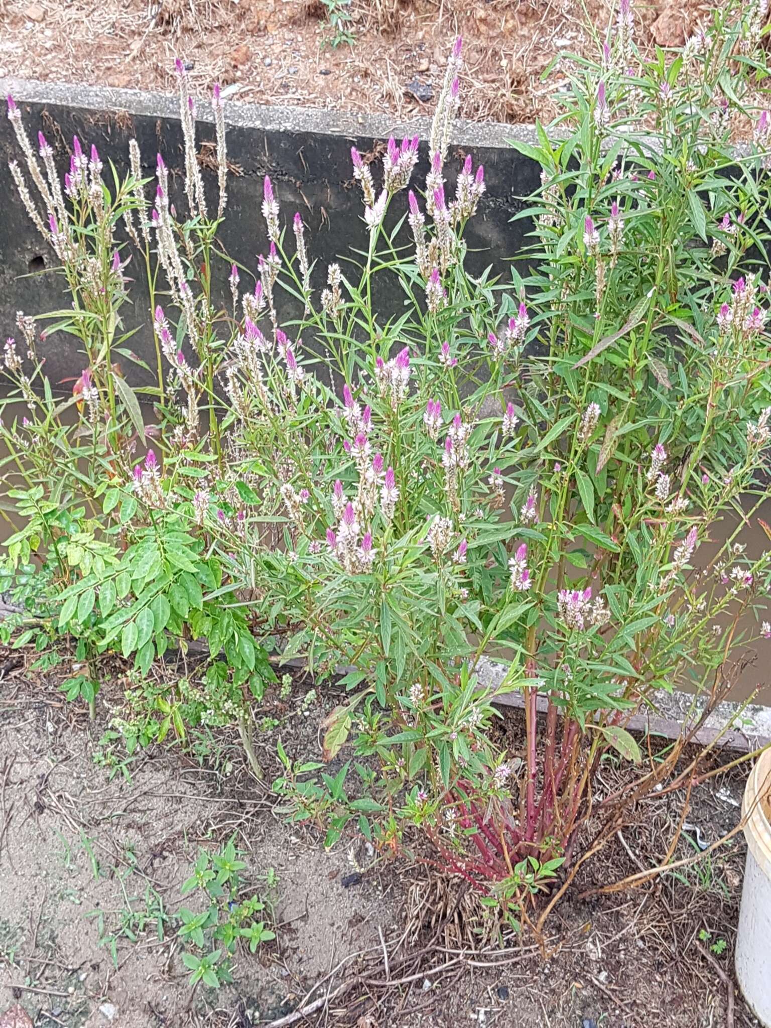 Imagem de Celosia argentea L.