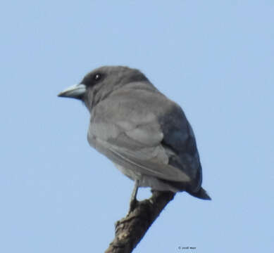 Image of White-breasted Woodswallow