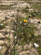 Image of Osteospermum monstrosum (Burm. fil.) J. C. Manning & Goldblatt