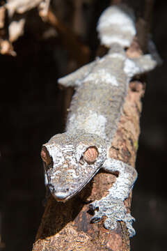 صورة Uroplatus fimbriatus (Schneider 1797)