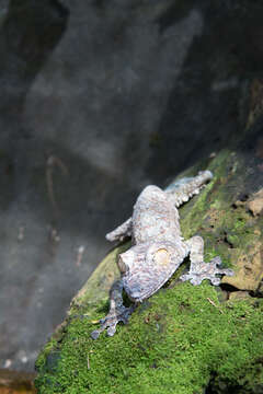 Image of Common Flat-tail Gecko