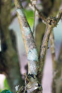 Image of Common Flat-tail Gecko