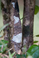 Image of Common Flat-tail Gecko