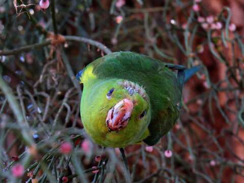 Image of Plain Parakeet