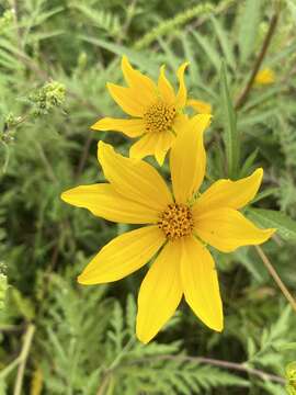 صورة Bidens polylepis S. F. Blake