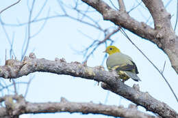 Plancia ëd Treron australis (Linnaeus 1771)