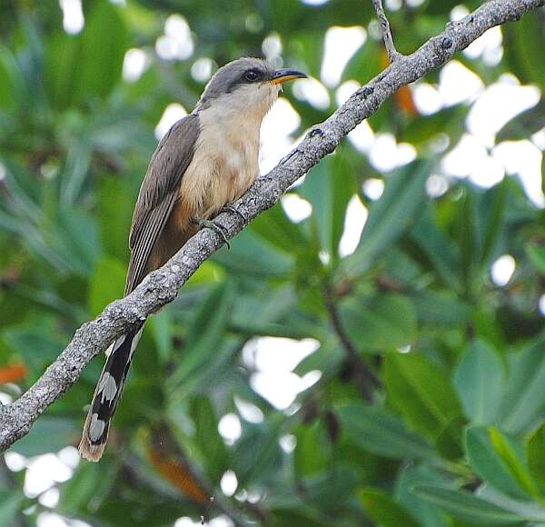 Image of Mangrove Cuckoo