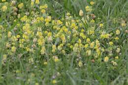 Image of field clover