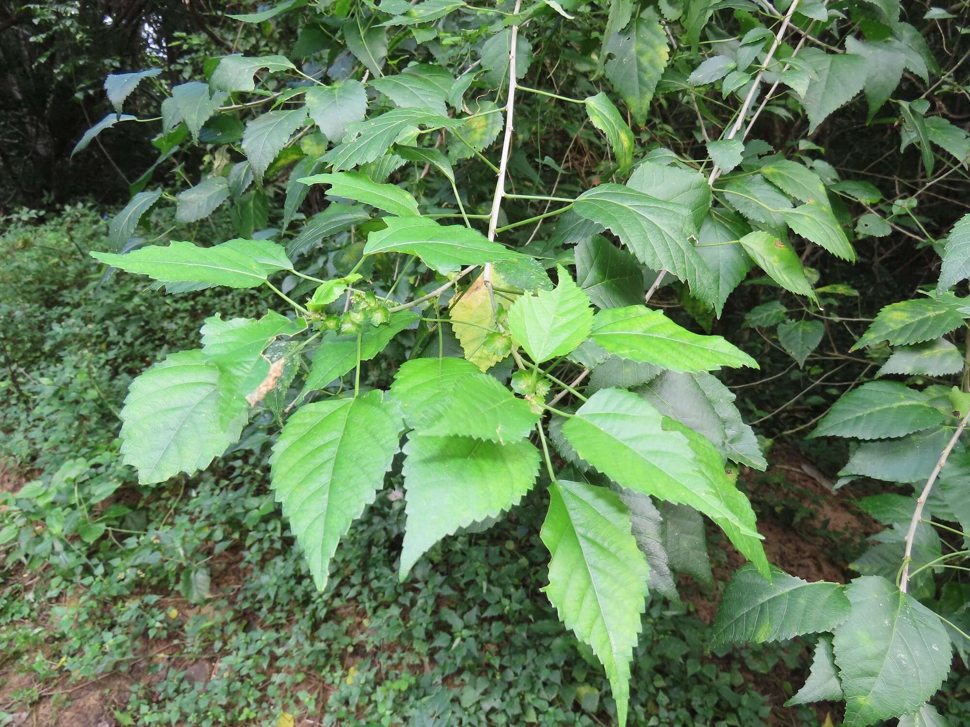 Image of Acalypha glabrata f. glabrata