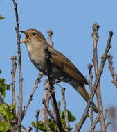 Image of Thrush Nightingale