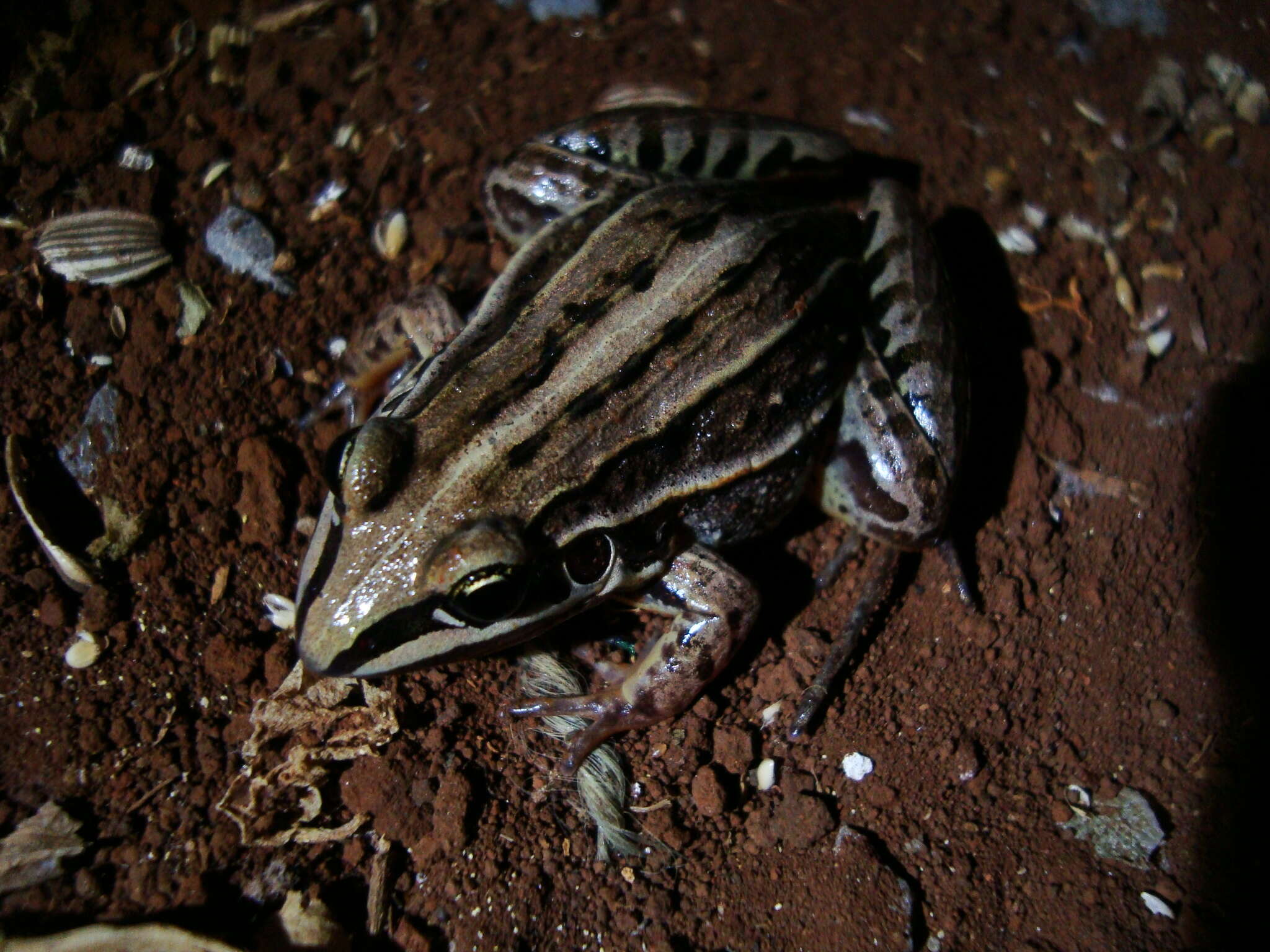 صورة Leptodactylus plaumanni Ahl 1936