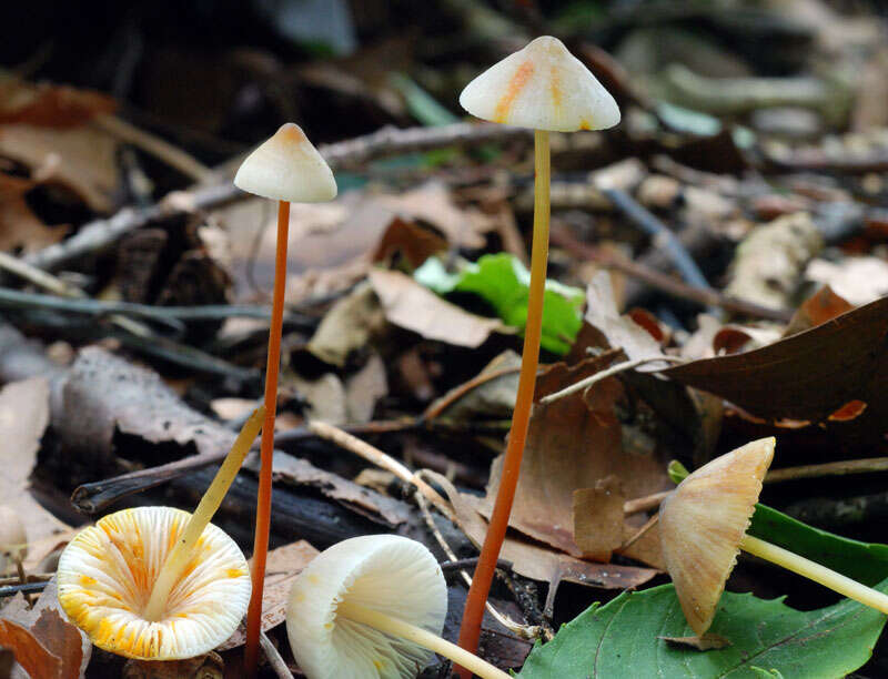 Image of Mycena crocata (Schrad.) P. Kumm. 1871