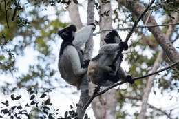 صورة Indri É. Geoffroy Saint-Hilaire & G. Cuvier 1796