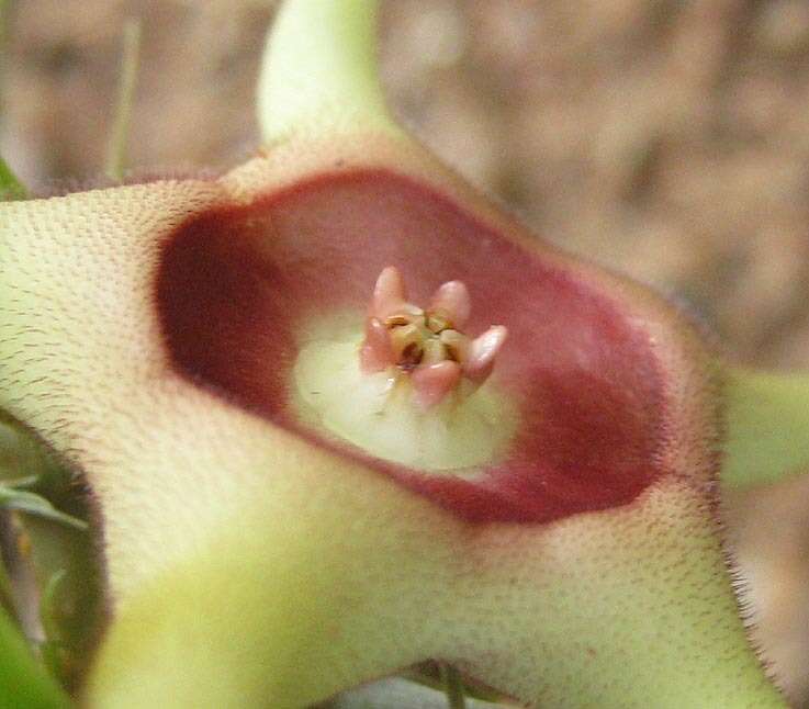 Plancia ëd Ceropegia verekeri subsp. verekeri