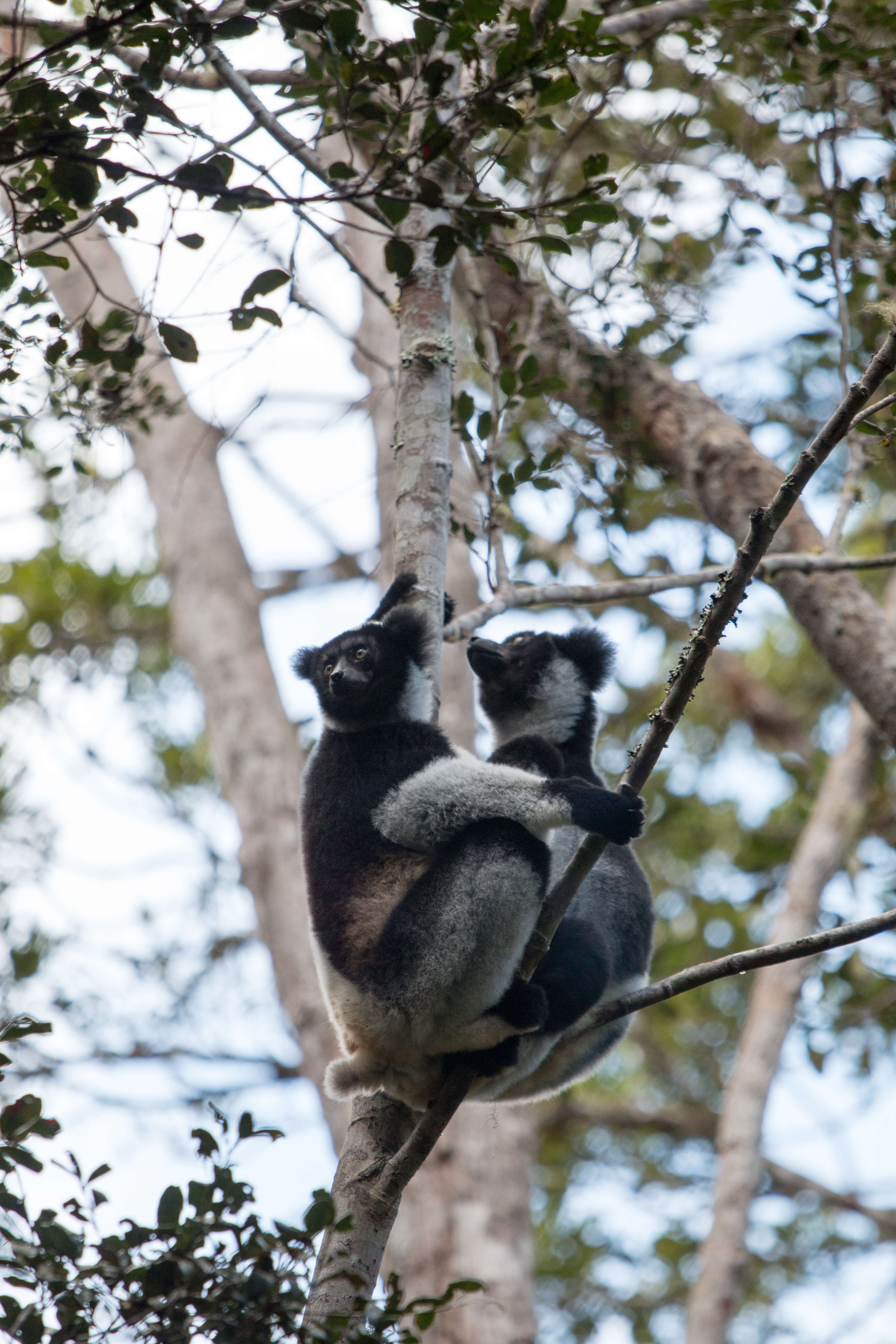 صورة Indri É. Geoffroy Saint-Hilaire & G. Cuvier 1796