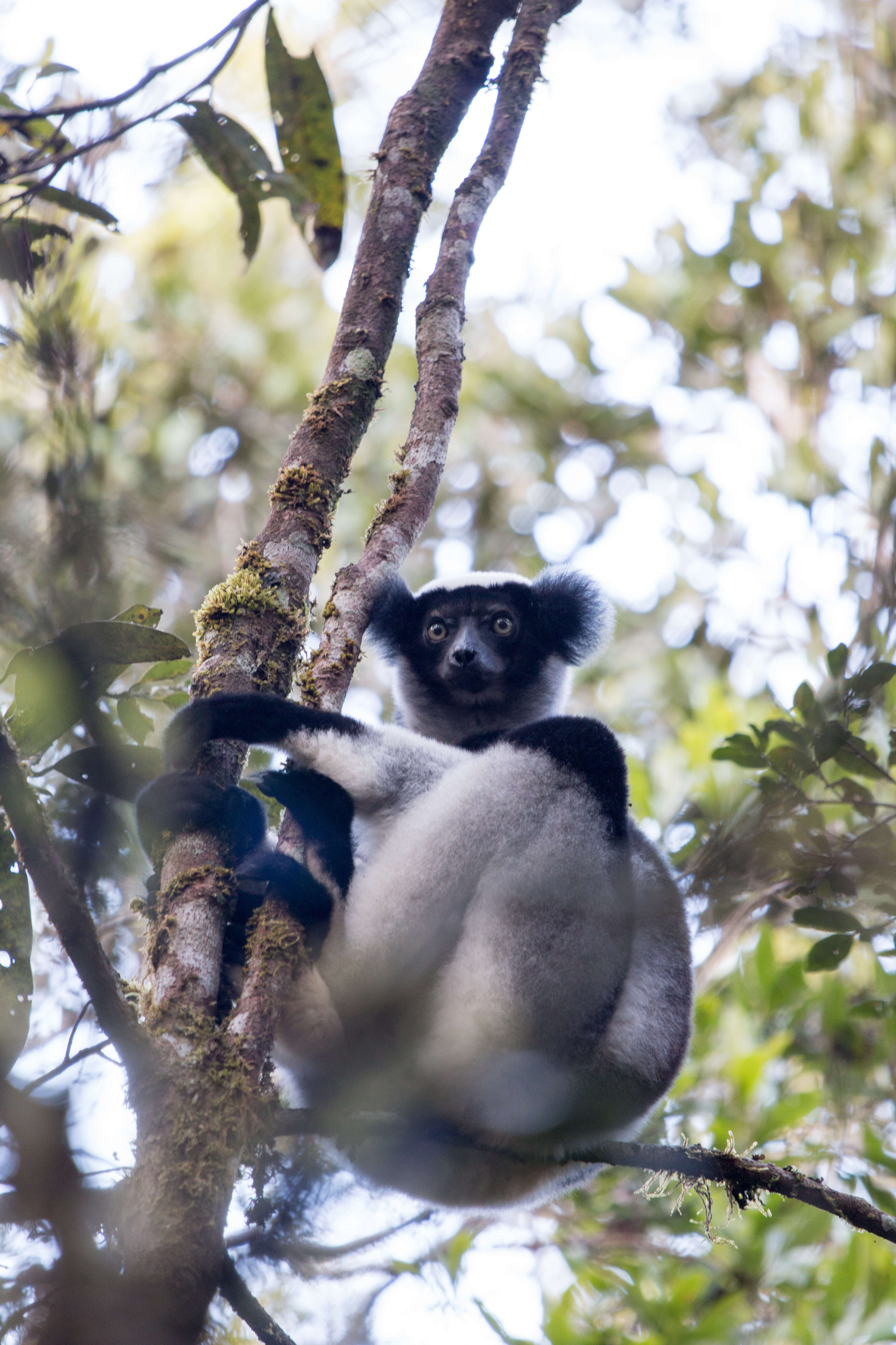 صورة Indri É. Geoffroy Saint-Hilaire & G. Cuvier 1796